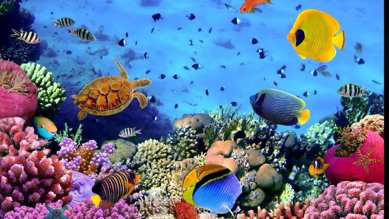 3D Fish Aquarium Wallpaper Free Download For Pc - 3D Aquarium Desktop